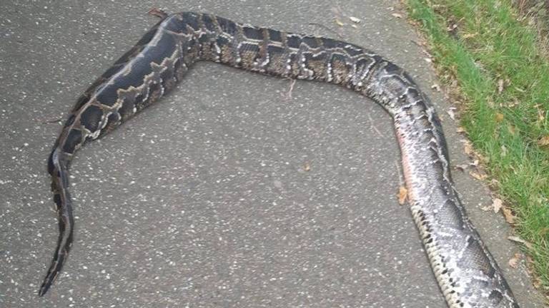 De python (foto: politieam Weerijs).