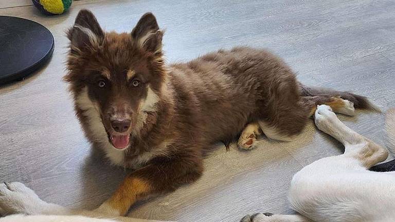 Pup Arya is al wekenlang vermist. (Foto: Valkenswaard 24)