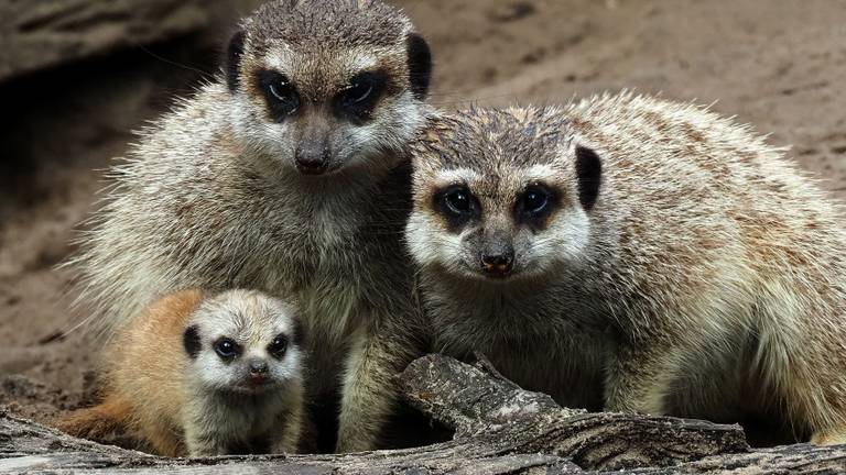 Babygeluk en verdriet liggen dicht bij elkaar (foto: Beekse Bergen).