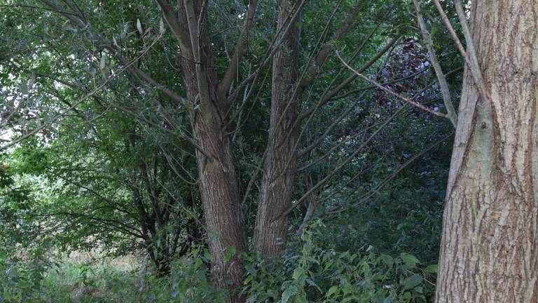 Het voedselbos in Groesbeek is een vol bos; er staan honderden soorten bomen en struiken.