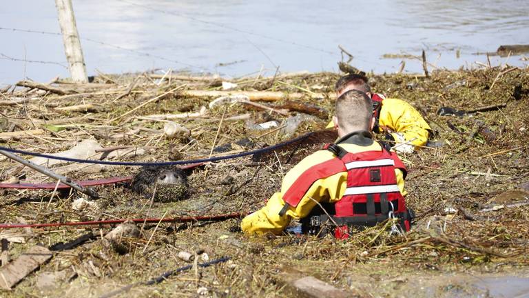 Alleen de neusgaten van de koe kwamen boven het maaswater uit (foto: SK-media).