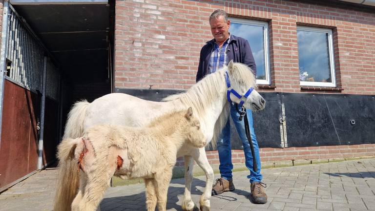 Ponyveulen van zes dagen oud overleeft aanval van wolf: 'Een wonder'