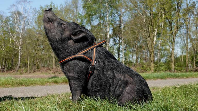 Niet alle varkens hebben het zo goed, vindt de Reclame Code Commissie (foto: Ben Saanen).