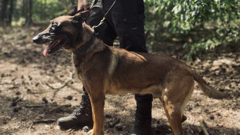 Als Nick en politiehond Bruno in actie komen is de tijd van praten voorbij