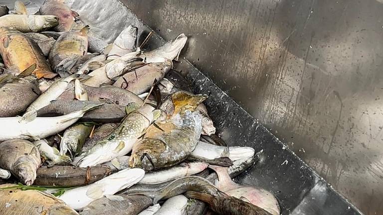 De dode vissen (foto: Patrick Lodewijks),