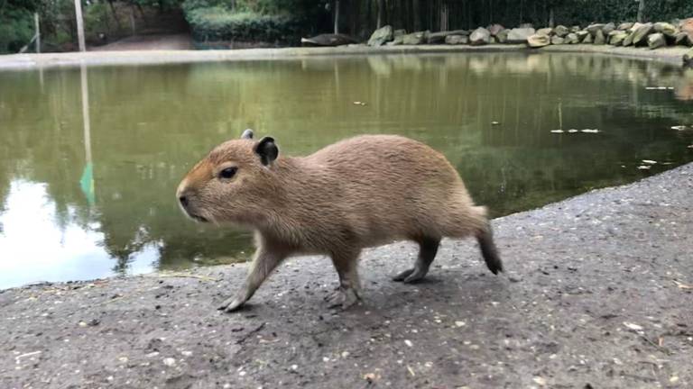 Een kleine capibara gaat op pad (foto: ZooParc Overloon) 