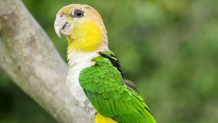 Zo ziet een Caique-papegaai eruit (foto: Tony Camacho/ANP 2011).