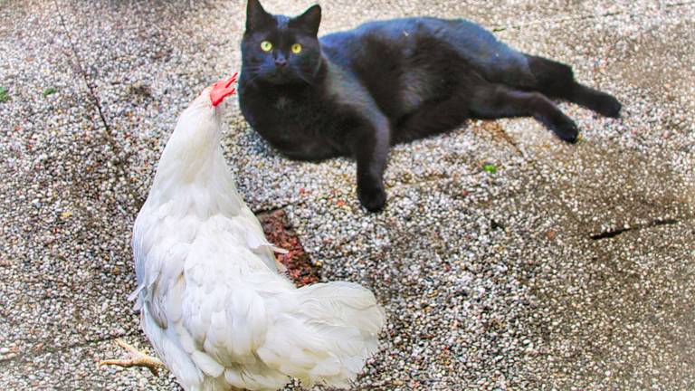 Kippie met de kat van wie ze altijd kopjes kreeg (foto: Ralph Kwappenberg)