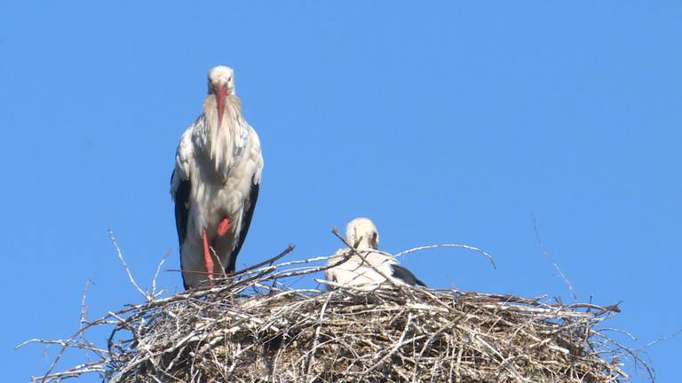 Een ooievaar met zijn jong hoog in het nest (foto door: Lola Zopfi).