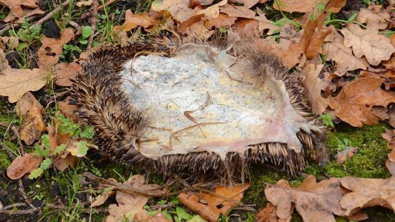 Een egelhuidje (foto: Nature Today).