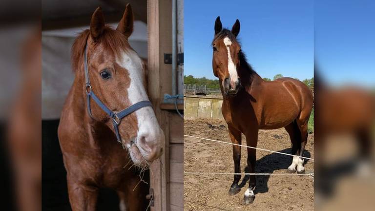 Cabalero en Gento toen ze nog bij de manege waren (foto: Manege Meulendijks).