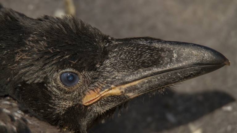 Een jonge raaf op De Maashorst (foto: Vogelwacht Uden).