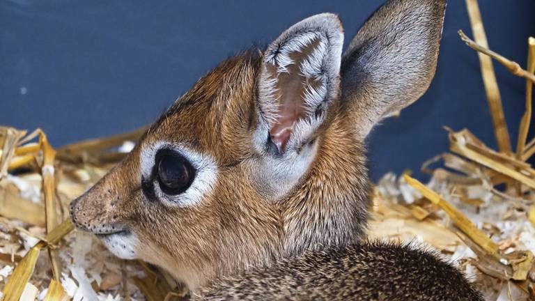 Lente in de lucht: babyseizoen bij de Beekse Bergen is begonnen 