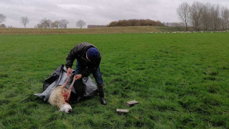 Henk van Meel bij een van zijn doodgebeten schapen.