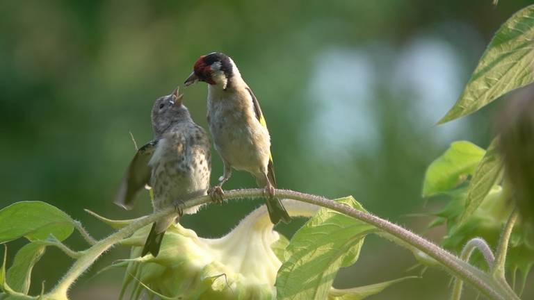 Een jonge putter of distelvink wordt gevoerd door volwassen vogel_(foto: Tom en Nellie van den Heuvel).