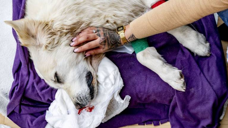 Dode dieren naar de vuilstort: 'Ze staan huilend met hun hond in de armen'