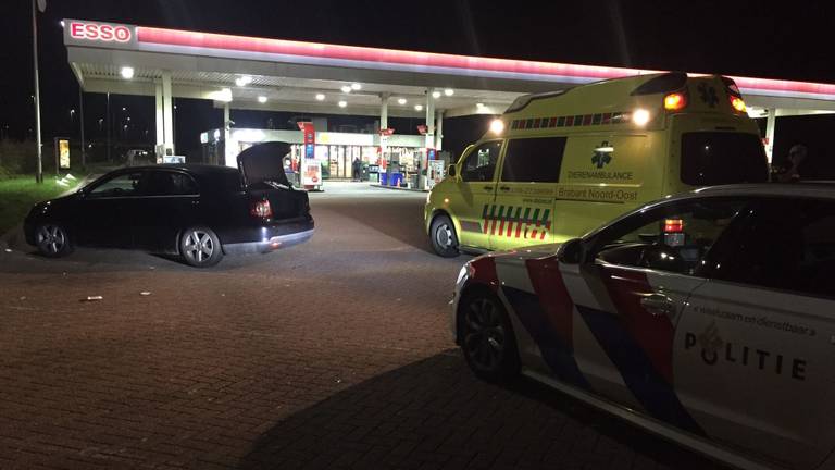 Het dier werd ontdekt bij een controle van een auto langs de A2 bij Boxtel (foto: Facebook Dierenambulance Brabant-Noordoost).