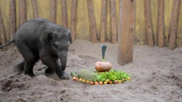 Olifantje Rashmi viert zijn eerste verjaardag (foto: Dierenrijk)