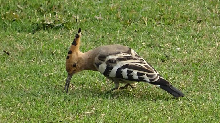 Een hop (foto: Bishnu Sarangi via Pixabay).