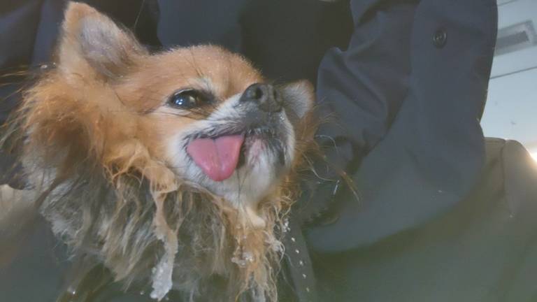 Hond Snoetje met een ijsbaard (foto: Helene Hendricks).