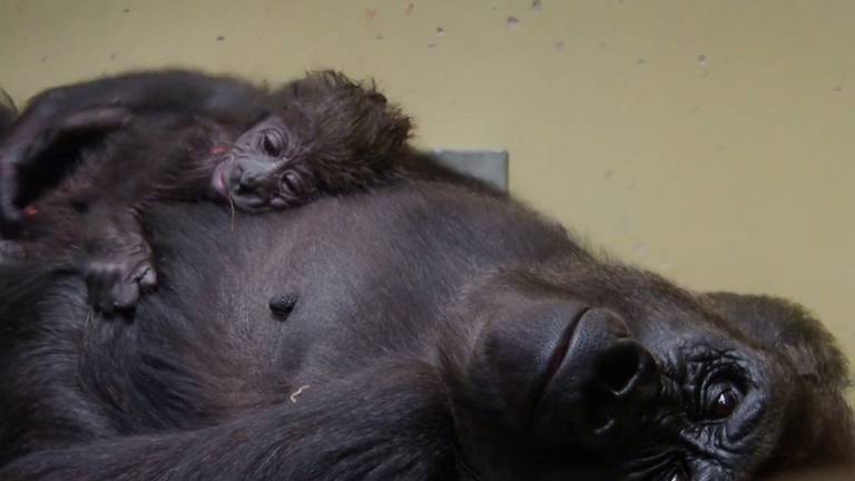 Het pasgeboren gorillajong (foto: Beekse Bergen). 