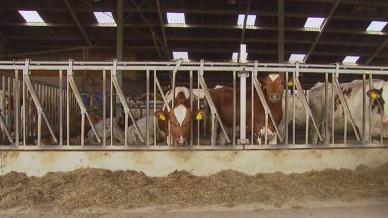 'Boeren moeten meer tijd krijgen voor maatregelen tegen uitstoot stikstof'