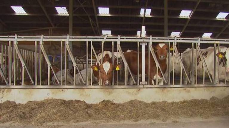 Organisaties willen duidelijkheid over stallen (foto: Omroep Brabant).