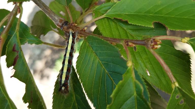 Een rups van de psi-uil (foto: Anne Hikspoors).