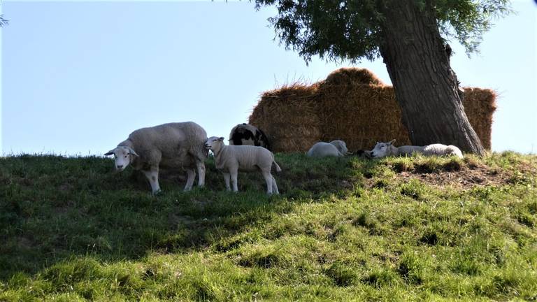 De schapen zoeken de schaduw op. Foto: Mart K.