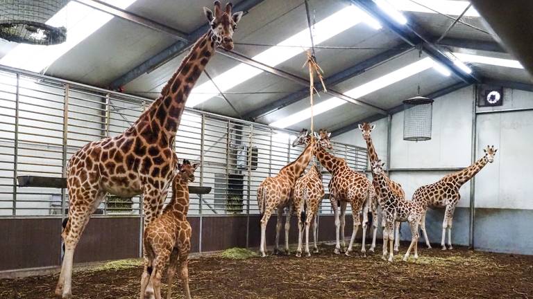 M'toto bij zijn moeder en de andere Nubische giraffes in de stal (foto: Beekse Bergen/Mariska Vermij-van Dijk).