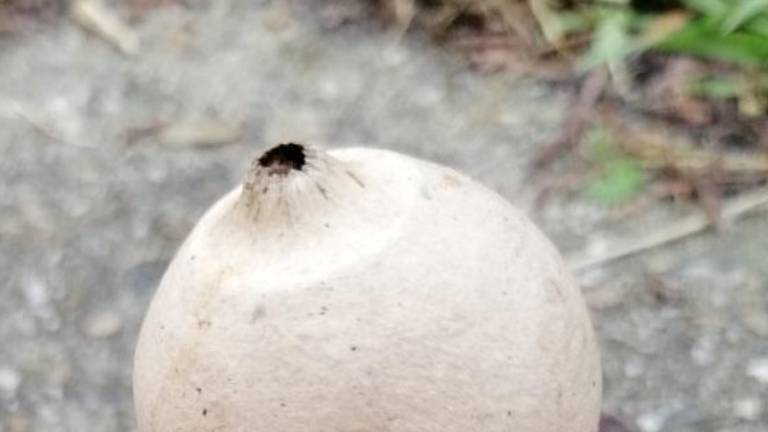 Een gekraagde aardster (foto: Marjon Jansen). 