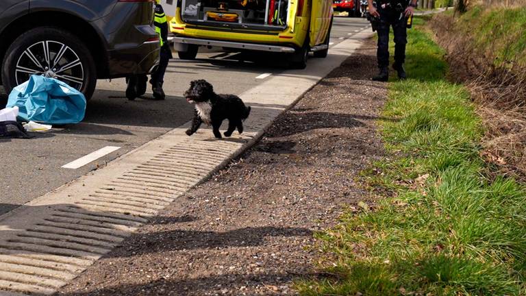 Hond gaat bij overleden baasje zitten na ongeluk in Deurne