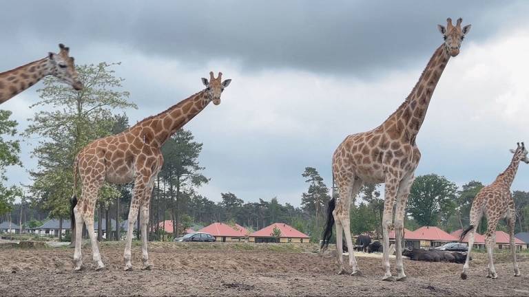 M'toto (links) is straks beschermd tegen het blauwtongvirus. (Beeld: Omroep Brabant)