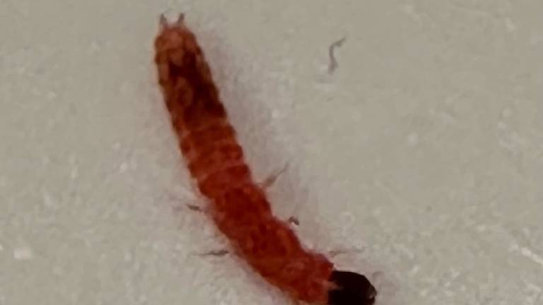 De larve van een basterdweekschildkever (foto: Remco Hop).