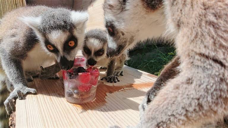 Aapjes aan het ijs in ZooParc.