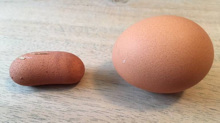 Het bijzondere eitje in verhouding tot een normaal ei (foto: Jacqueline van Boven).