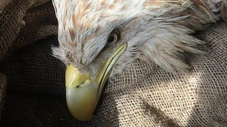 Foto: Vogelrevalidatiecentrum Zundert.