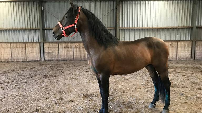 Hechicero, een van de paarden die door Rowan werden doorverkocht (foto: Désiree van Wijk).