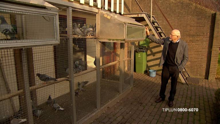 De duivenliefhebber uit Made waar 24 top duiven gestolen zijn. (FOTO: Bureau Brabant)