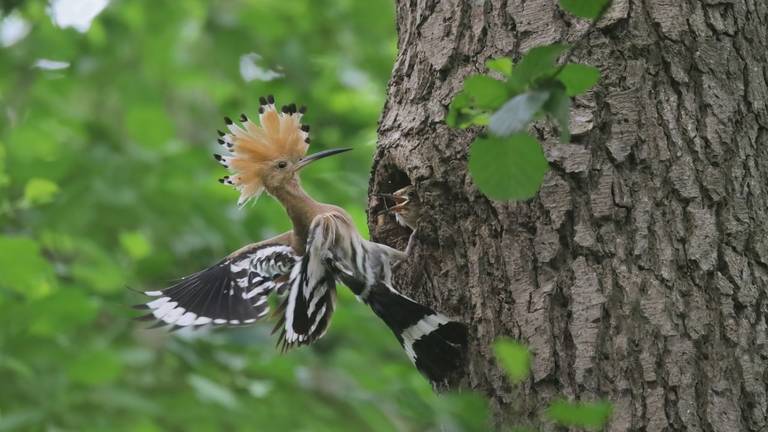 Een jonge hop wordt door de ouder gevoed in het Leenderbos (foto: Bjorn Alards).