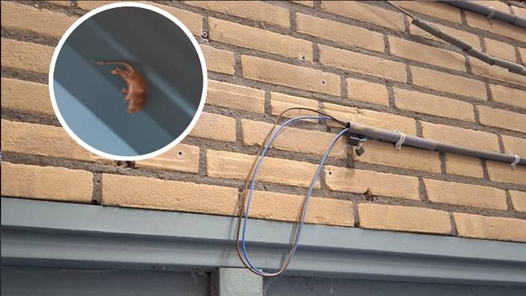 Schimmel, ongedierte en losse kabels: ouders klaar met sporthal