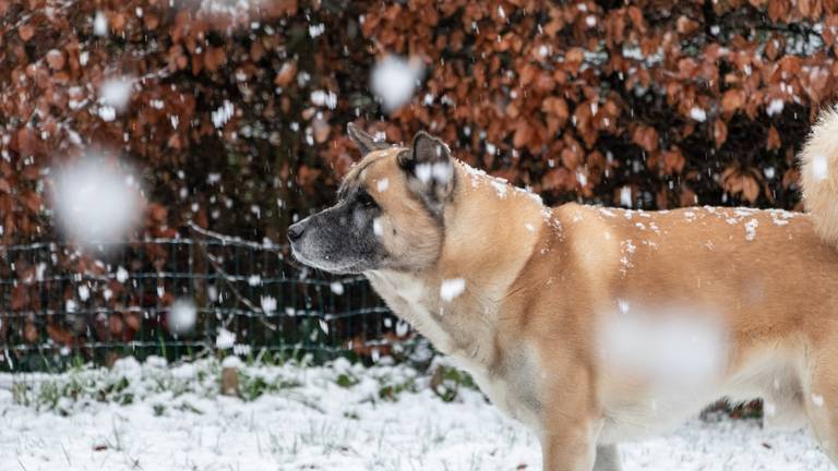 Genieten van de sneeuw in Overloon (foto: Albert Hendriks).