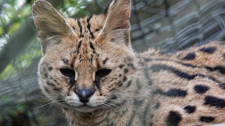 Best Zoo dicht vanwege wateroverlast, serval ligt onderkoeld bij de kachel