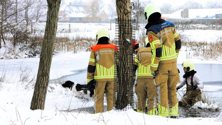 De hond kon met de hulp van de brandweer weer op het droge komen (foto: Bart Meesters/ SQ Vision)