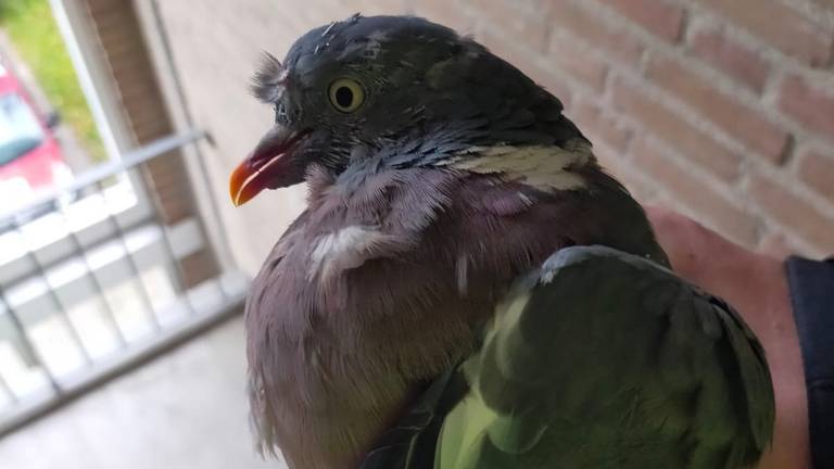 De duif die de ruit van het appartementencomplex aan diggelen vloog (foto: Dierenambulance Brabant-Zuidoost).