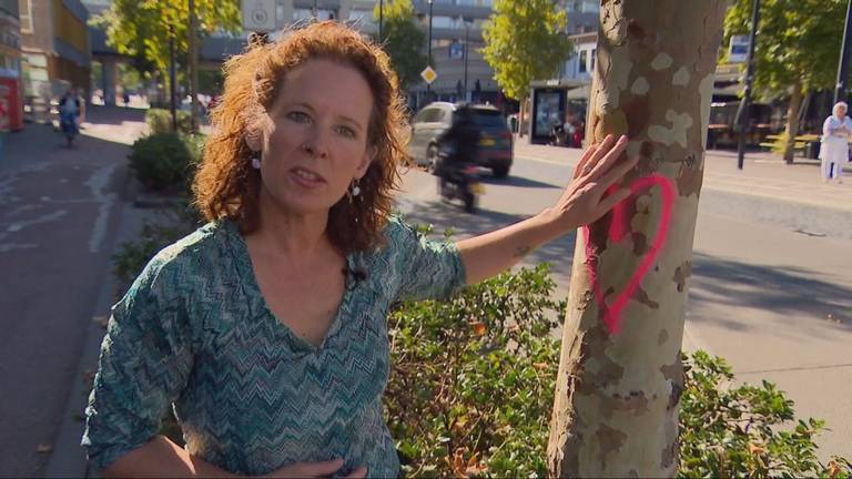 Ingrid Ramaan voert actie om de platanen in Tilburg te behouden (foto: Jan Waalen).