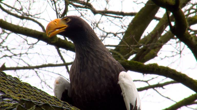 Ontsnapte zeearend zwerft al 5 dagen door Zoo Veldhoven (foto: Omroep Brabant).