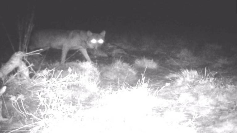 De wolf van de Strabrechtse Heide (foto: NOS)