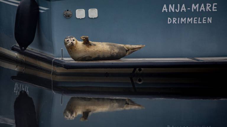 Zeehond gespot in Drimmelen: 'Hij vindt zelf de weg terug naar zee'
