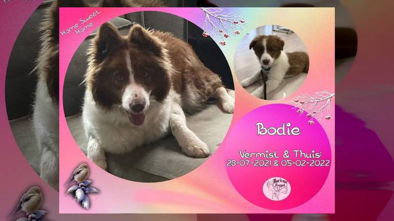 Het vermiste hondje Bodie uit Almkerk is na 192 dagen weer thuis (foto organisatie) 